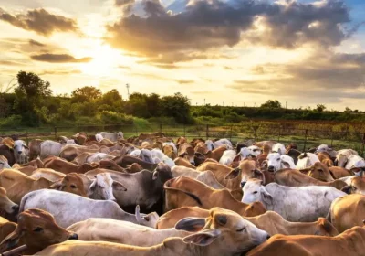 Effective Techniques for Cleaning Livestock in Agricultural Operations